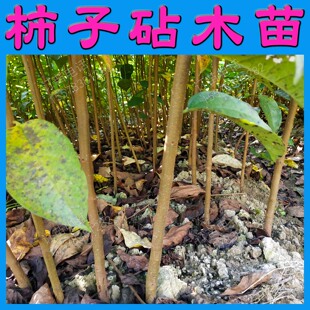 鸟柿子苗实生苗柿子苗柿子砧木苗直生苗柿子砧木野柿子苗鸟柿子树