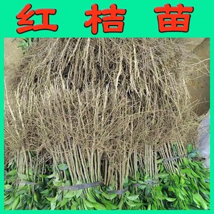 四川红桔苗红橘树苗红桔实生苗红橘砧木苗红桔砧木红橘砧木大小苗