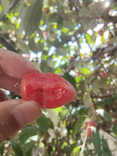 顺丰云南新鲜羊奶果酸酸甜甜热带时令孕妇水果牛奶果胡颓子2斤