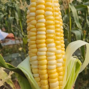 云南哀牢山四季种植新鲜甜脆玉米带壳5斤包谷可生吃即食爆浆脆嫩