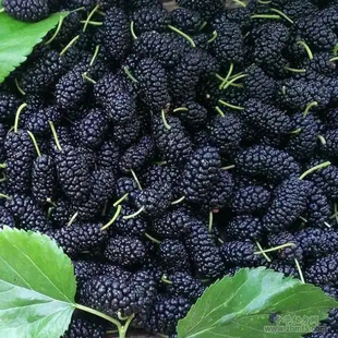 山东德州夏津大实黑珍珠甜桑葚