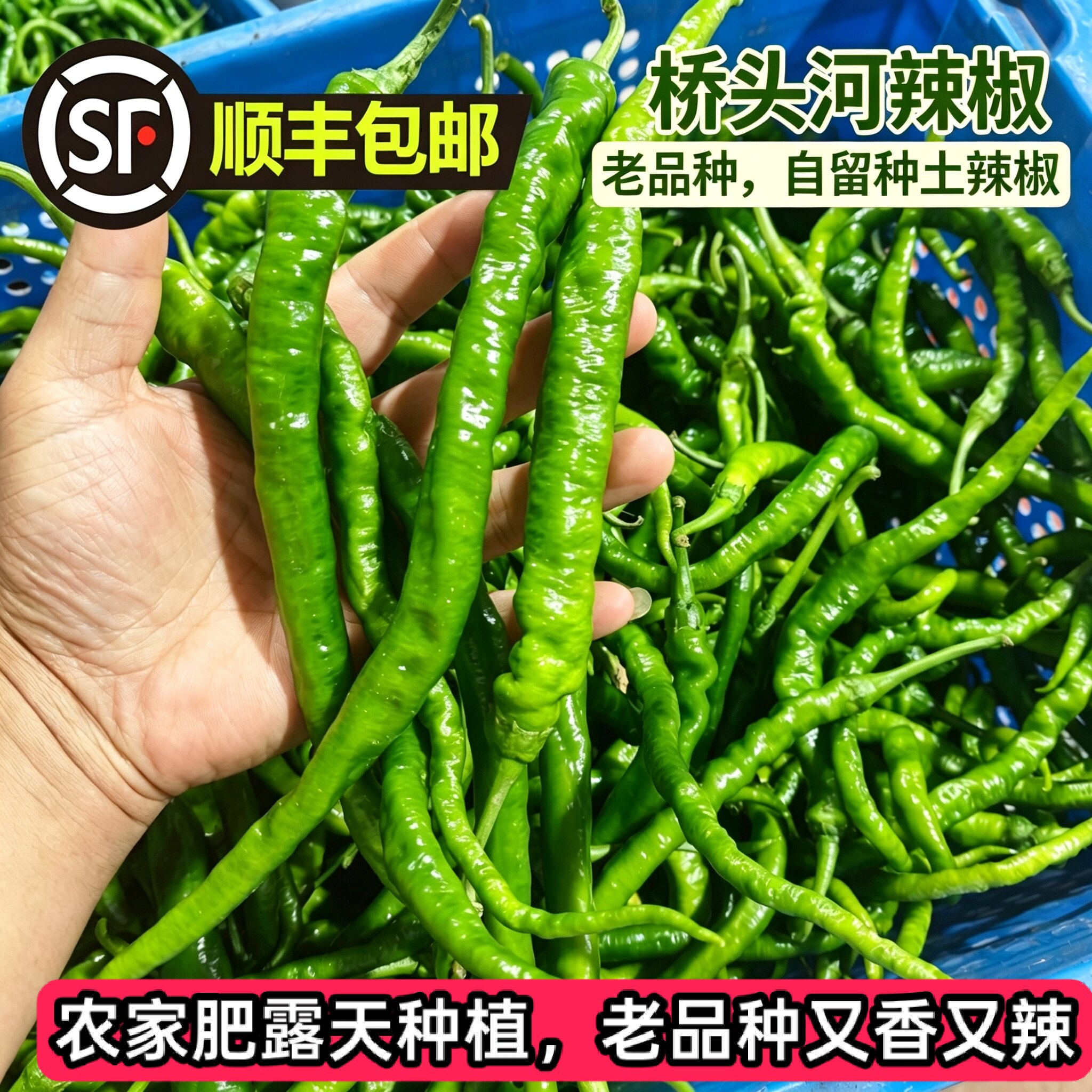 【顺丰包邮】湖南桥头河辣椒新鲜青辣椒农家自种老品种辣椒香辣