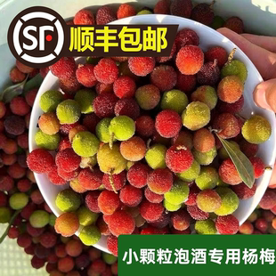 【顺丰包邮】【青红杨梅】泡酒专用野生酸水果新鲜果青果小颗粒