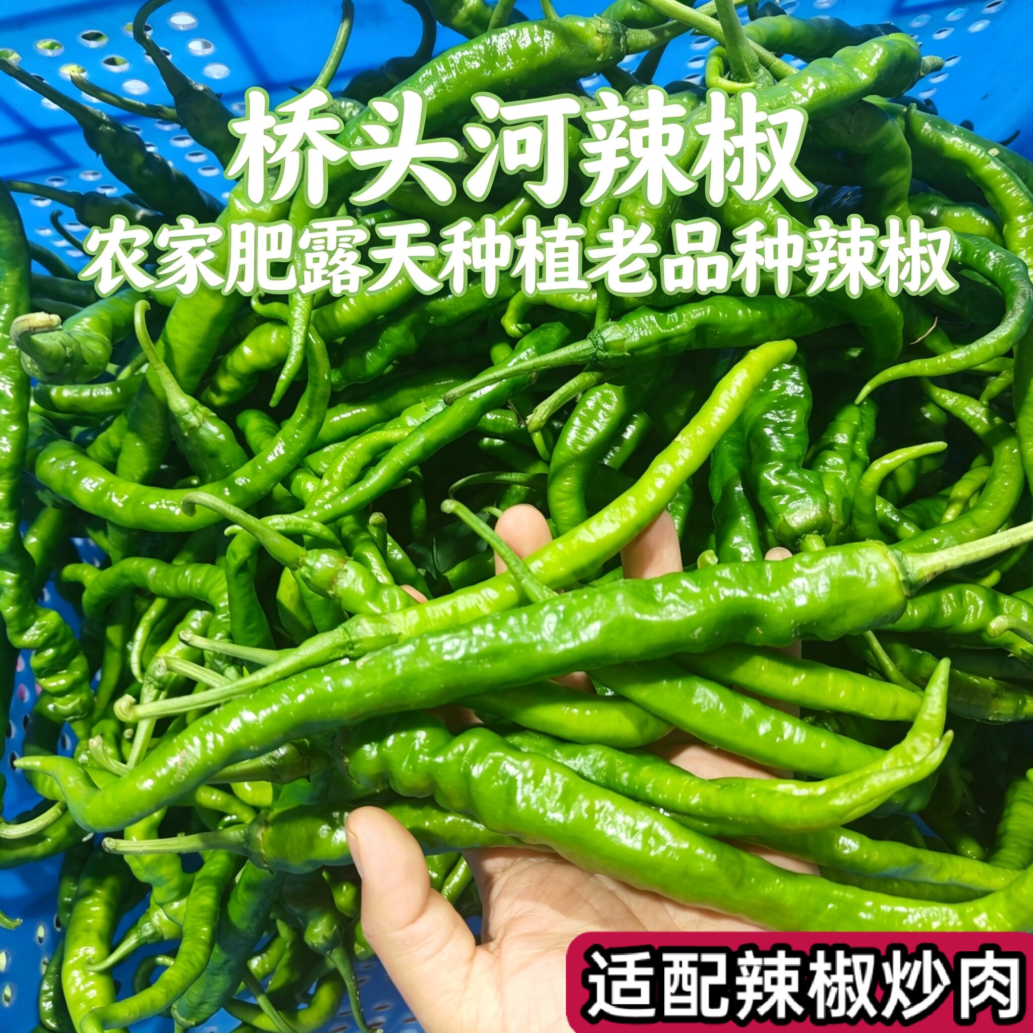 【农家肥】湖南桥头河新鲜辣椒农家自种本地蔬菜青椒老品种香辣