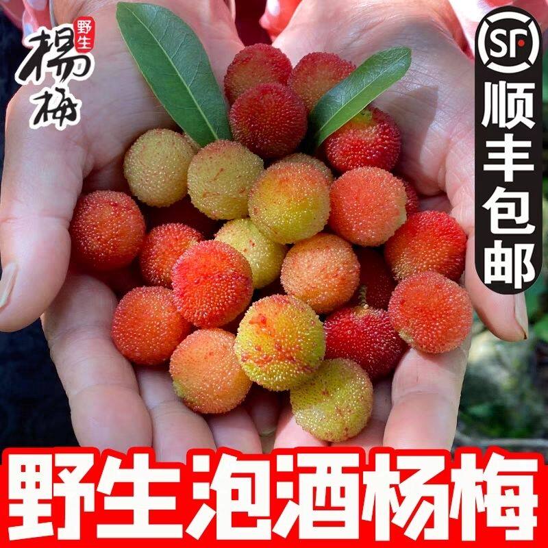 【顺丰冷链包邮】【泡酒专用杨梅】【青红酸杨梅】土杨梅小颗粒