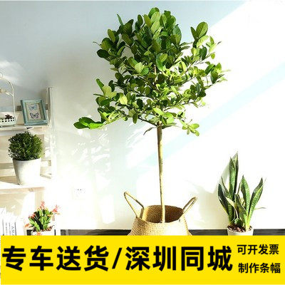 柠檬树尤力克高杆盆栽香水柠檬网红棒棒糖型北欧装饰绿植深圳同城