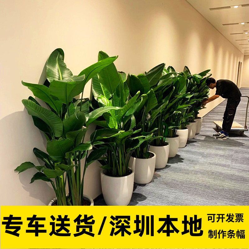 天堂鸟盆栽鹤望兰水泥花盆办公室植物网红大叶型绿植深圳同城阳台 鲜花速递/花卉仿真/绿植园艺 大型绿植/成品组合盆栽 原图主图