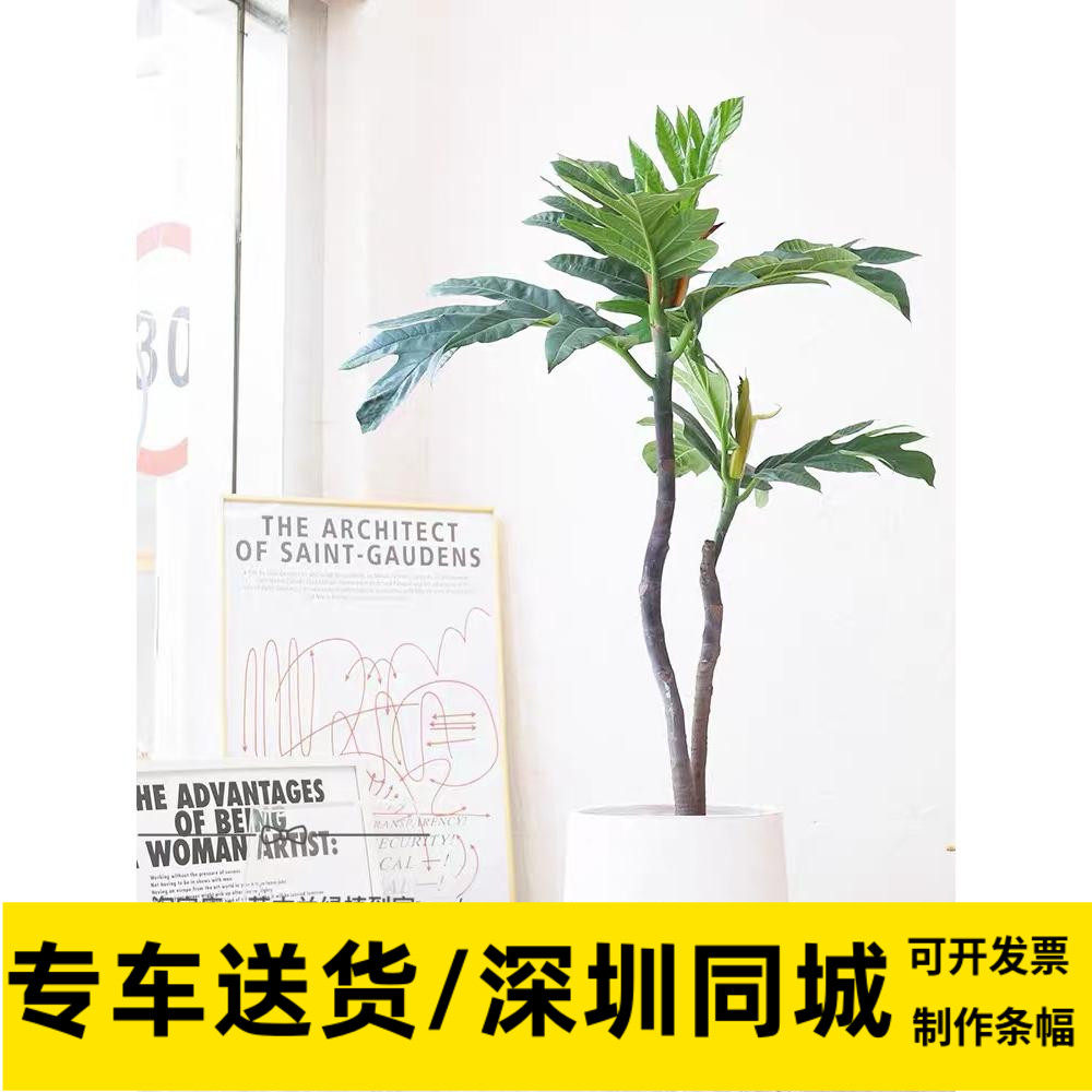 面包树盆栽北欧风格网红植物喜阳客厅阳台好养活深圳同城配送上楼