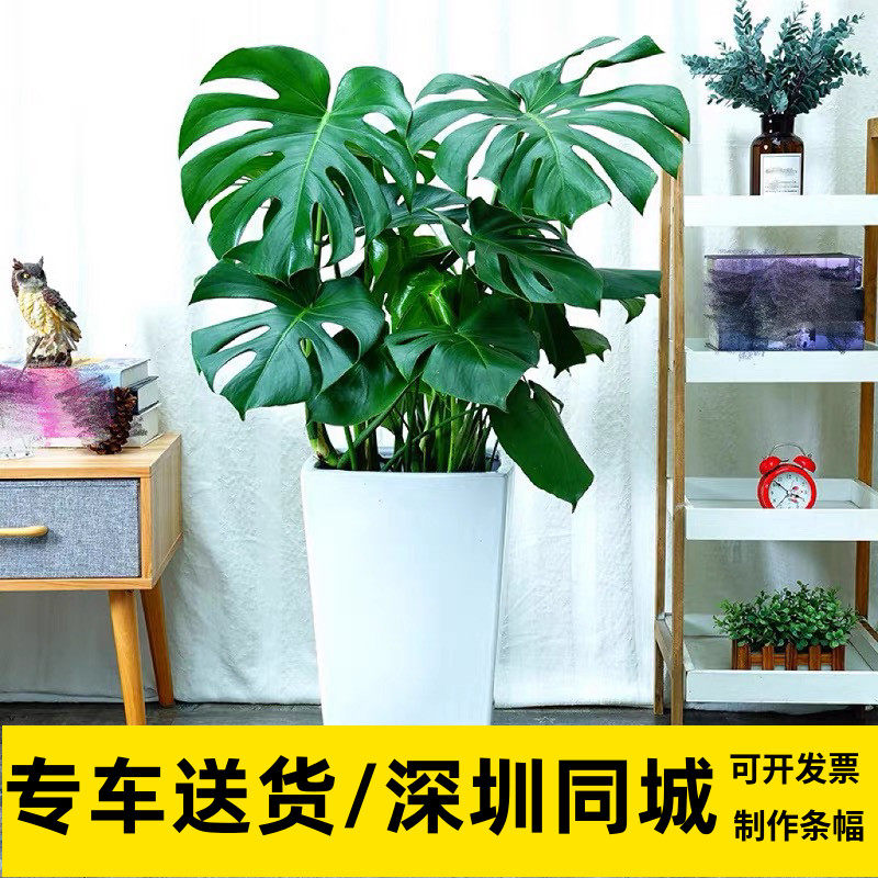 龟背竹盆栽深圳同城办公室新房净化空气植物客厅吸甲醛绿植花卉,鲜花速递/花卉仿真/绿植园艺,大型绿植/成品组合盆栽,淘宝优惠券,粉丝福利购,淘宝优惠卷