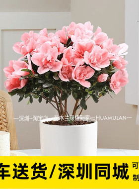 杜鹃花勒杜鹃花春节年宵花卉办公室客厅阳台开花桌面盆栽深圳同城