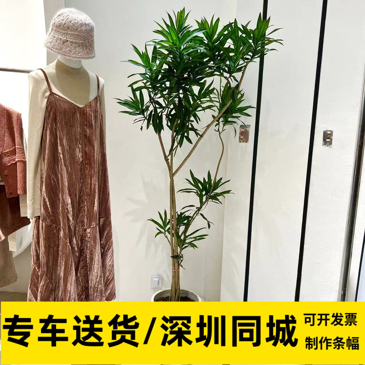 网红深圳市花木兰配送推荐百合竹