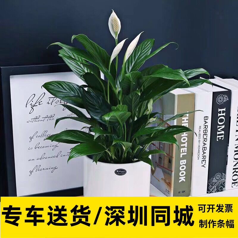 深圳水培植物一帆风顺文艺白掌