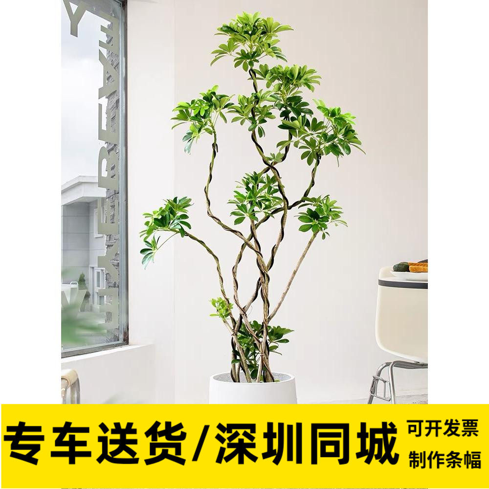 深圳鸭掌木造型盆栽七叶莲