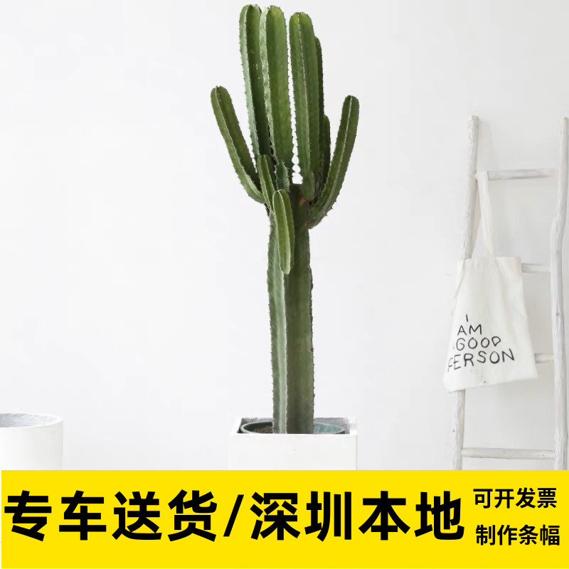 大型仙人掌盆栽大戟阁室内沙漠风绿植北欧风客厅防辐射阳台喜阳光