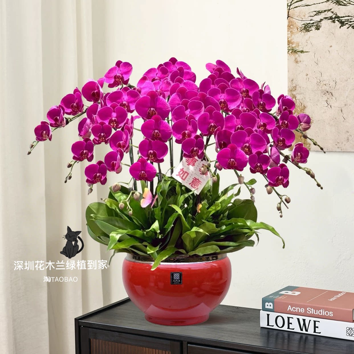 深圳蝴蝶兰盆栽带花剑带花苞花卉秋冬客厅兰花室内植物四季好优选