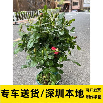 月季花玫瑰花棒棒糖造型开花植物阳台露台室外喜阳耐晒绿植好养活