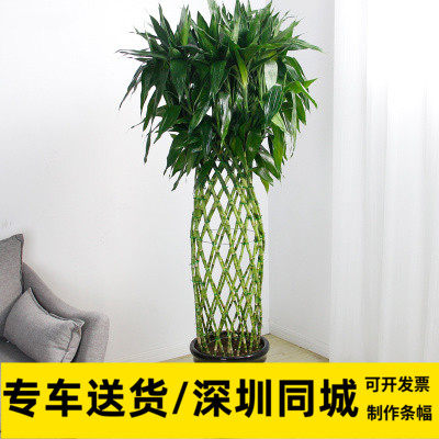 富贵竹笼办公室开运竹大型绿植