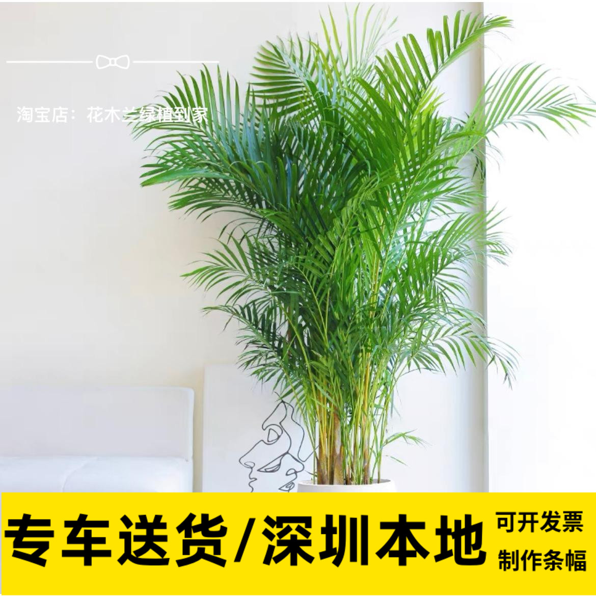 散尾葵深圳办公室客厅喜阳盆栽