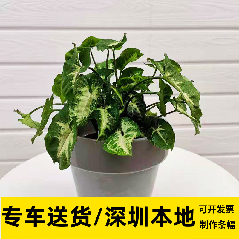 绿精灵室内植物净化空气吸甲醛桌面绿植花卉盆栽深圳同城花木兰