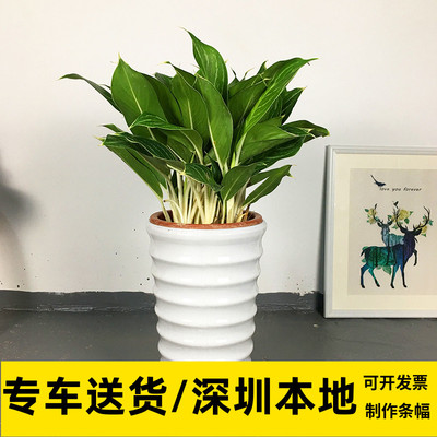 办公室植物绿植白马王子