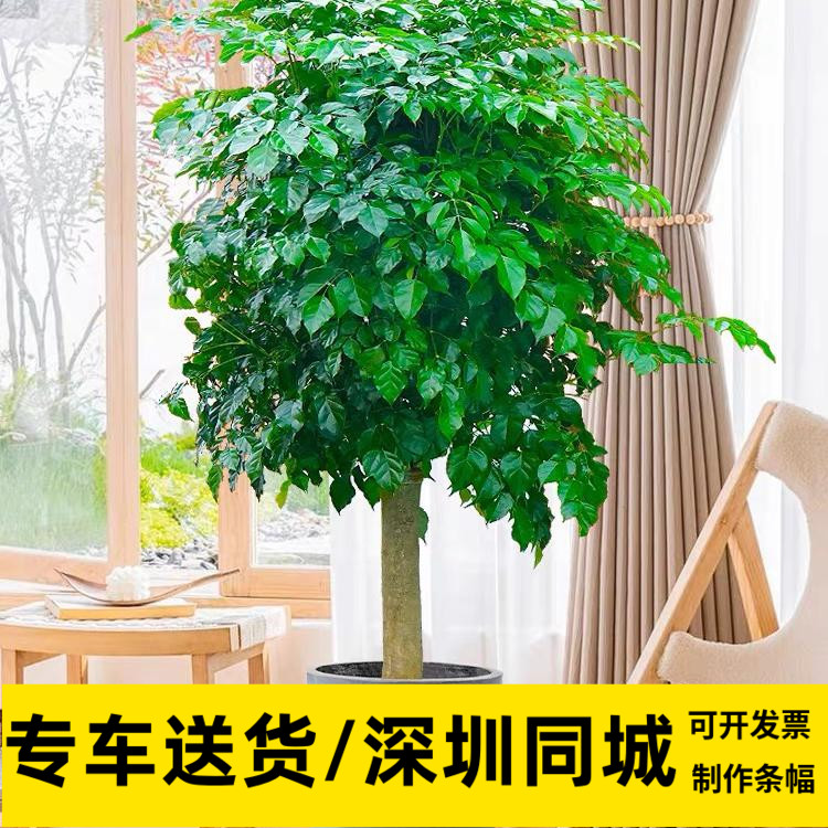 幸福树富贵树喜阳植物绿宝深圳