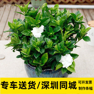 栀子花盆栽带花苞四季花卉植物阳台窗户喜阳观花带香味花苞栀子花