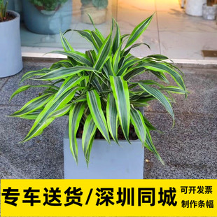 巴西美人铁中型盆栽花木绿植办公室前台植物好养活净化空气去甲醛