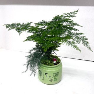 文竹盆栽茶室客厅办公台植物好养趣味绿植花卉办公绿化吸甲醛深圳