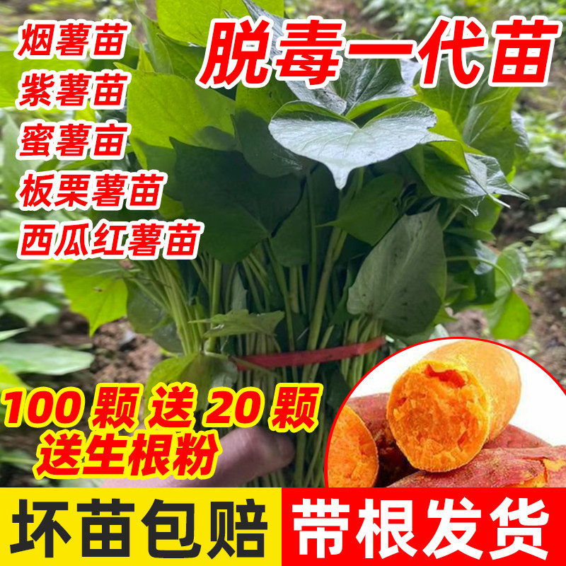 红薯苗地瓜苗蜜薯苗紫薯苗西瓜红老品种板栗薯苗烟薯秧苗哈蜜秧苗