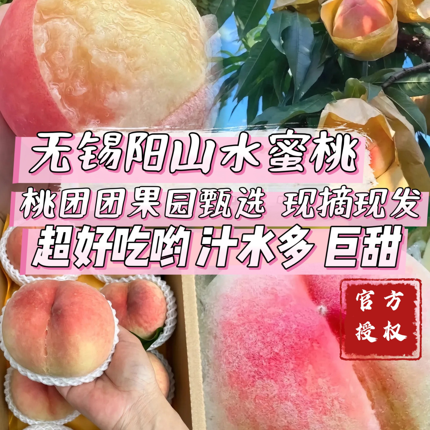正宗无锡阳山水蜜桃果园孕妇水果