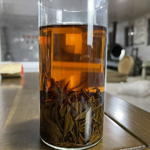 ［95一斤春红茶］沁禧春2026年新茶日照红茶春红茶红茶