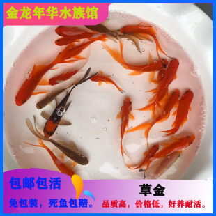 精品观赏鱼大红草金鱼鱼苗淡水鱼冷水鱼黄金龙凤锦鲤冷水鹦鹉龙睛