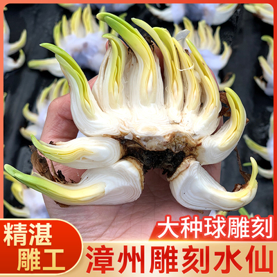 漳州雕刻水仙花种球带花苞发货