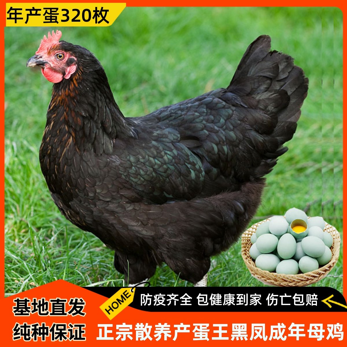 3.5斤产蛋王黑凤成年母鸡一绿壳蛋鸡活苗下蛋鸡活鸡土鸡包活到家_虎窝淘