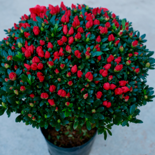 四季杜鹃比利时西洋鹃开花绿植盆栽室内外庭院地栽好养易活带花苞