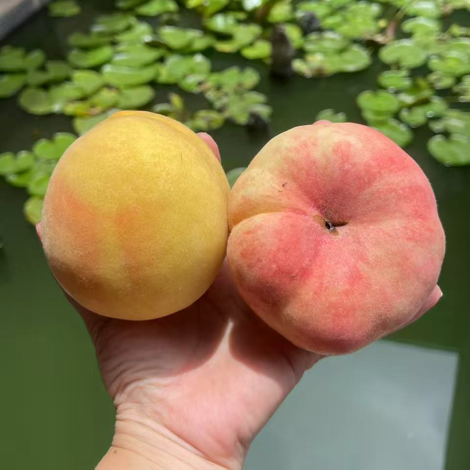 老爸自种的玉露蟠桃锦绣黄桃自家桃林新鲜桃子当季水果脆甜甘多汁