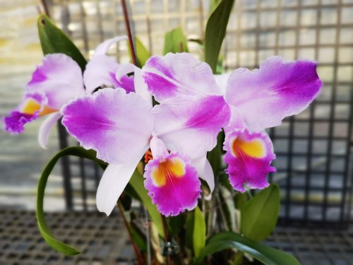 卡特兰特里  火焰特里交插角特里C.trianae Mooreana x A1.flamea