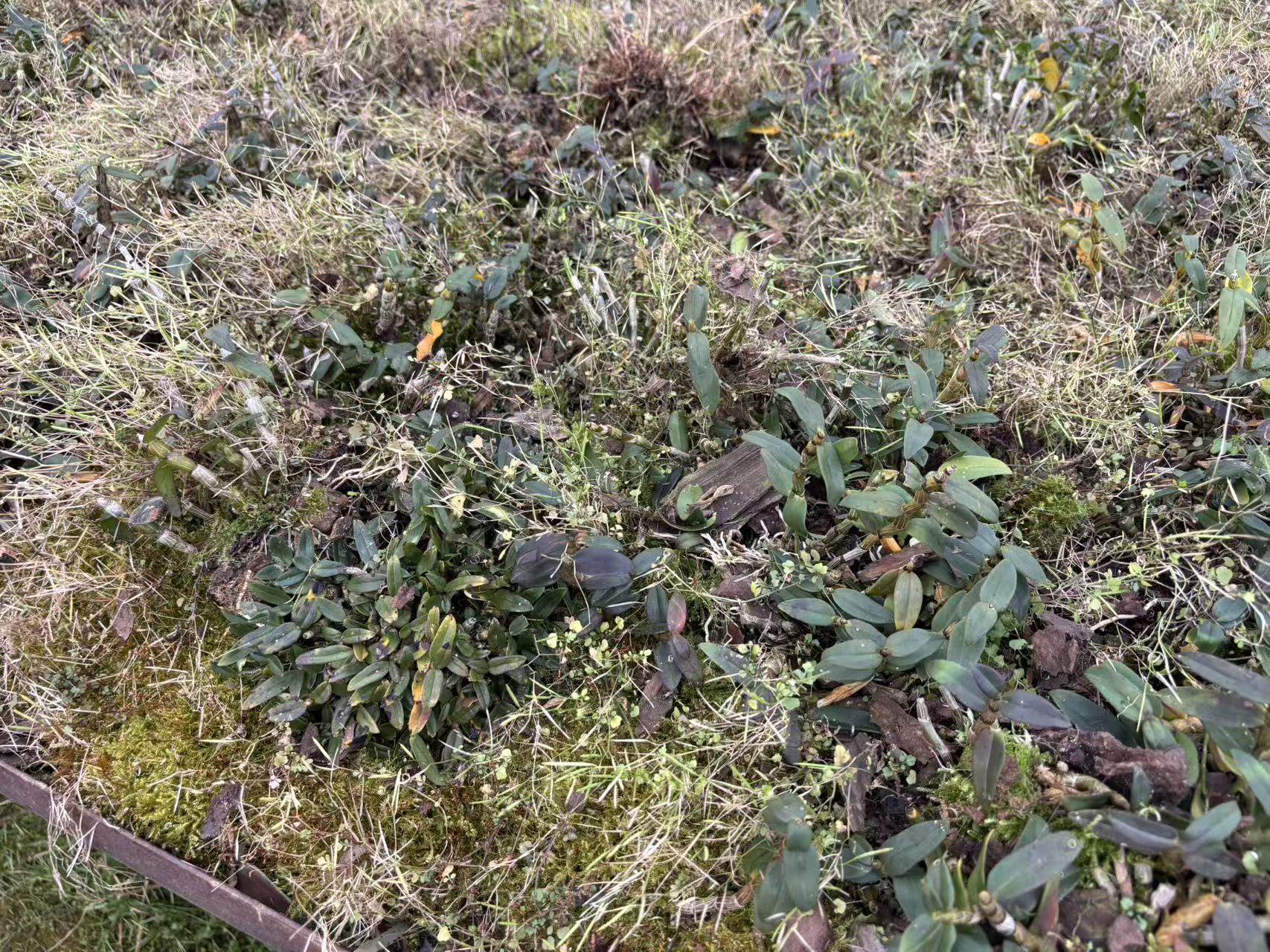 浙江雁荡山仿野 新鲜铁皮石斛苗2斤,鲜花速递/花卉仿真/绿植园艺,国兰/杂交兰/洋兰类,淘宝优惠券,粉丝福利购,淘宝优惠卷