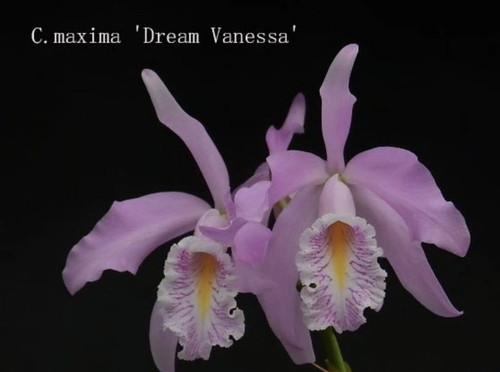凡妮莎之梦原种卡特兰C.maxima 'Dream Vanessa' OG大花浓香洋兰