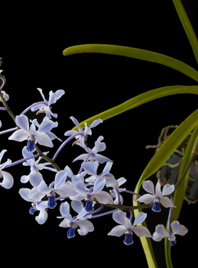 小蓝万代兰  Vanda coerulescens洋吊兰花卉小花蓝色盆栽附生花卉