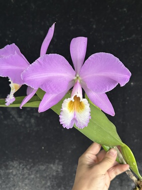 同色拉比  原种卡特兰C. labiata concolor 'Pink Lady'浓香洋兰