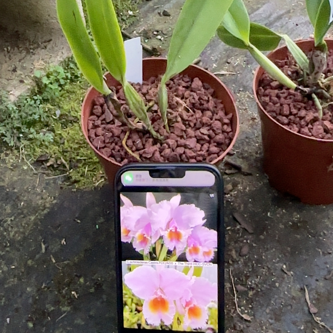 E249舒罗卡斯特罗交TheThird