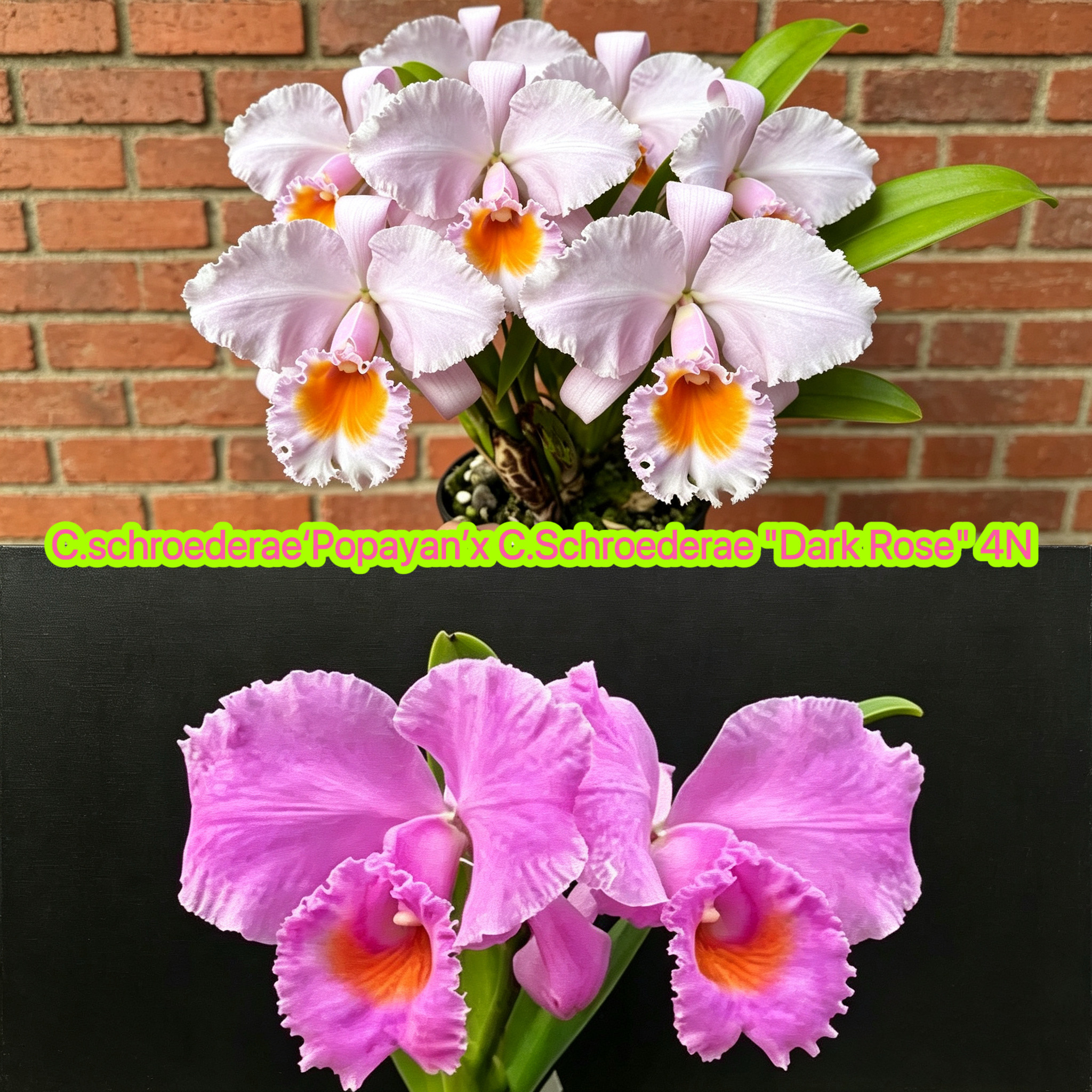 舒罗大花卡特兰C.schroederae（Popayan x Dark Rose4N）浓香洋兰