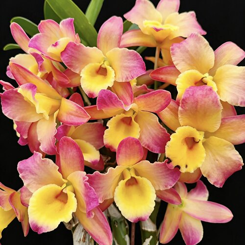 东方微笑金梦幻春石斛兰Den. Oriental Smile 'Fantasy'转色洋兰