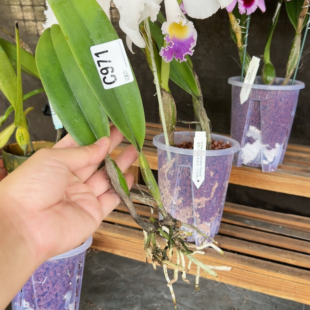 C971超大花蓝特里21厘米花径