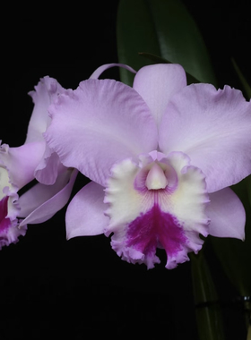 黛安娜  卡特兰Rlc. Chief Pink 'Diana'大花浓香洋兰盆栽绿植