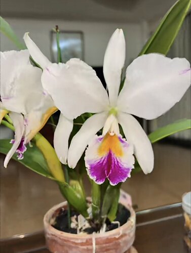 半白杰玛尼  原种卡特兰C. jenmanii semi-alba Oriental大花浓香