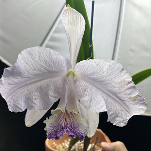 网纹蓝路德卡特兰C. lueddemanniana fma.coerulea OG浓香洋兰