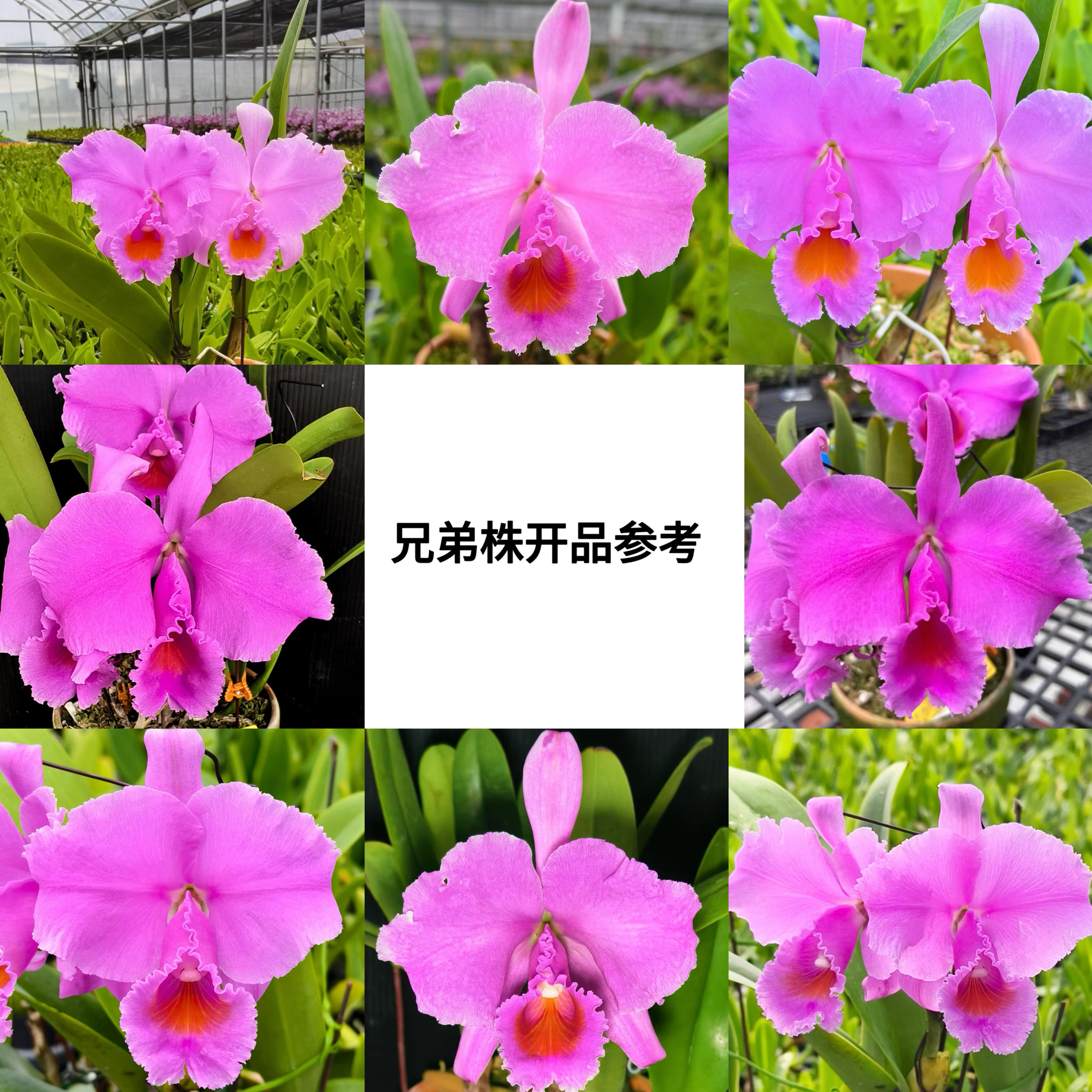 舒罗深红玫瑰4N自交卡特兰C.schroederae 'Dark Rose'4N x self