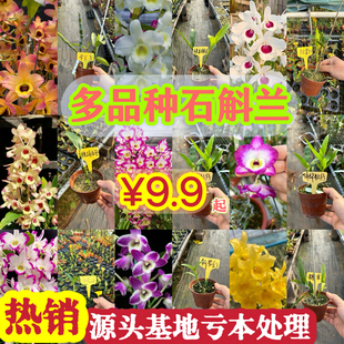 多品种春石斛  兰苗半白富士山金梦幻泼墨耳环红钻戒拿坡里兰花卉
